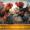 Đá gà Thomo Betcom – Cơ hội kê thủ kiếm tiền siêu hời 1 ăn 99