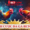 Đá gà Betcom – Sảnh cược đỉnh nóc 2025 quyết liệt từng trận