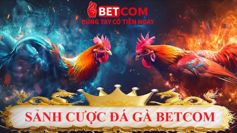 sảnh cược đá gà Betcom